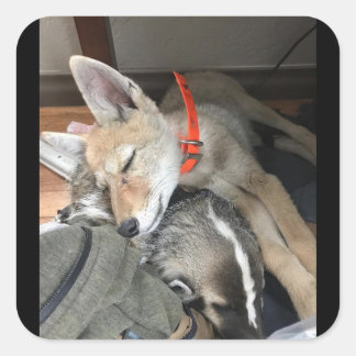 Benny und Doc Stickers