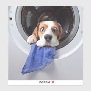 Benommener Beagle mit feiner Wäsche Aufkleber