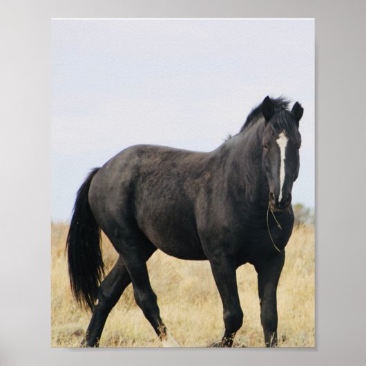 Bentley Poster (Vorne)