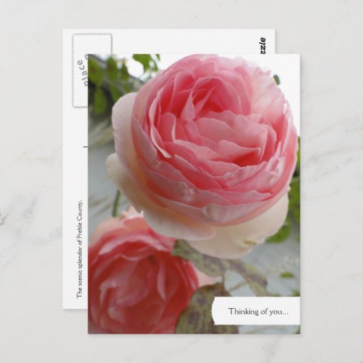 Benutzerdefinierte englische Rose Garden Postkarte (Vorne/Hinten)