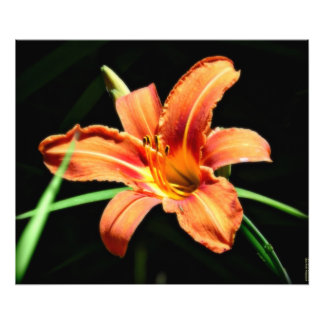 Benutzerdefinierte Fotografie Print Orange Lilly