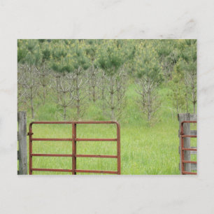 Benutzerdefinierte In-die-Kiefern-Postkarte Postkarte