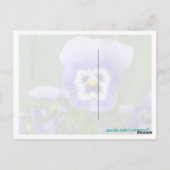 Benutzerdefinierte Lila Pansy Postkarte (Rückseite)