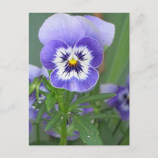 Benutzerdefinierte Lila Pansy Postkarte (Vorderseite)