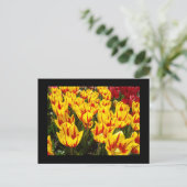 Benutzerdefinierte Postkarten Gelbe Rote Tulpen Bl (Stehend Vorderseite)