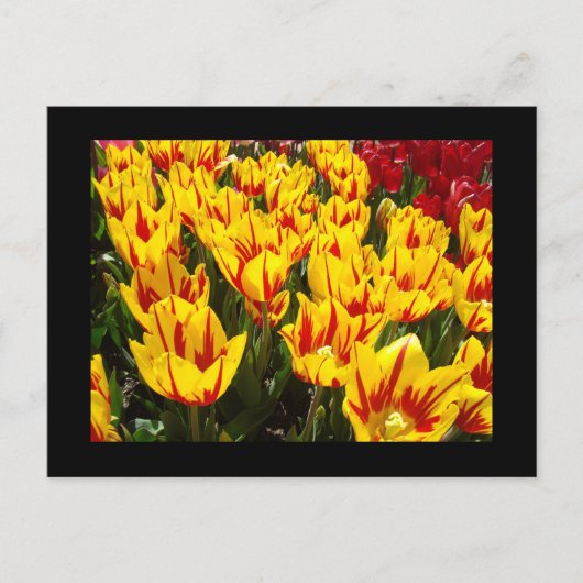 Benutzerdefinierte Postkarten Gelbe Rote Tulpen Bl (Vorderseite)