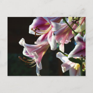 Benutzerdefinierte Postkarten Rosa Blume Garten