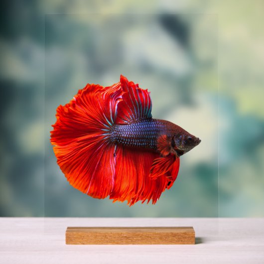 Benutzerdefiniertes 11" x 14" Acrylzeichen, mit Ho Acrylschild (Neutral)