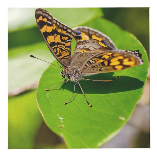 Benutzerdefiniertes 4" Foto Cube Würfel (Vorderseite)