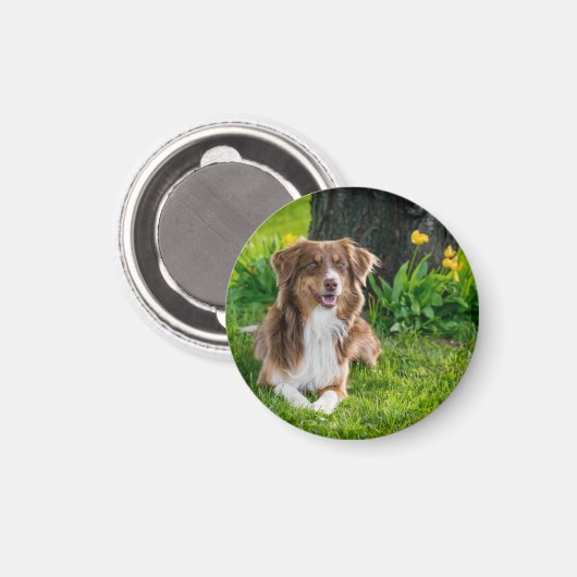 Benutzerdefiniertes Foto für Hunde Magnet (Vorderseite/Rückseite)