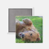 Benutzerdefiniertes Foto-Magnet Magnet (Vorderseite/Rückseite)