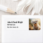 Benutzerdefiniertes Niedliches maltesisches Hundes (Insitu)