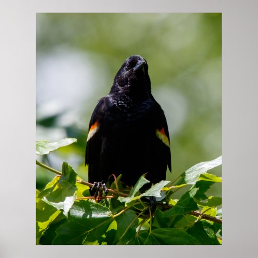 Beobachtung Poster (Vorne)
