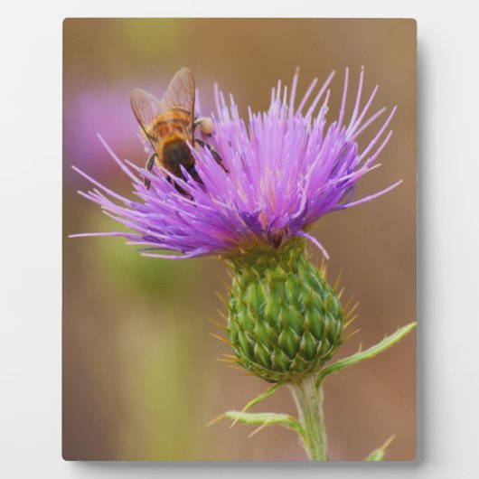 Bequeme Beete auf Lila Dickicht Fotoplatte (Vorderseite)