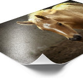 Berber Fohlen Fotodruck (Ecke)