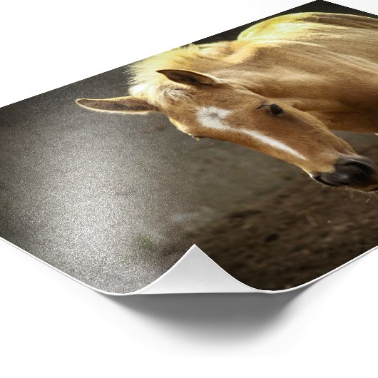 Berber Fohlen Fotodruck (Ecke)