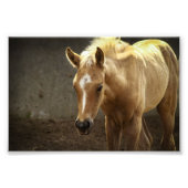 Berber Fohlen Fotodruck (Vorne)