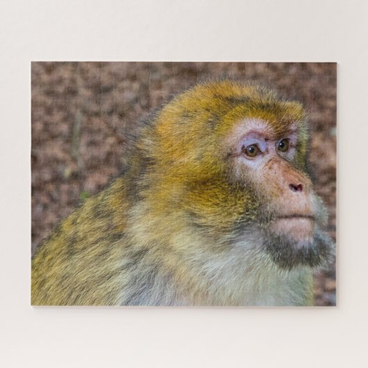 Berberaffen. Puzzle (Horizontal)