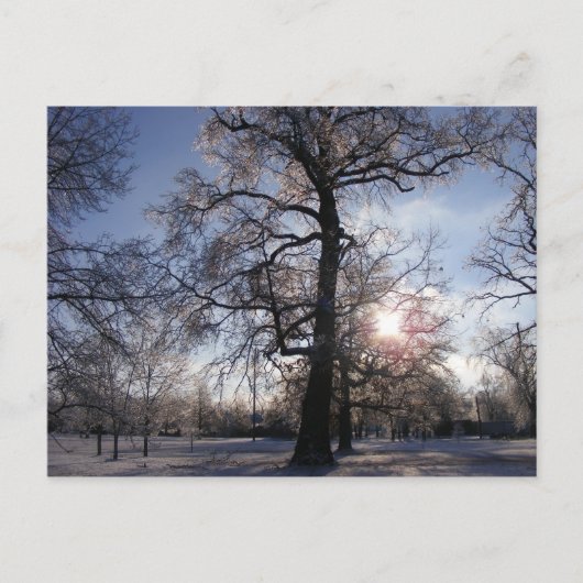 Berea Oak nach Eissturm Postkarte (Vorderseite)