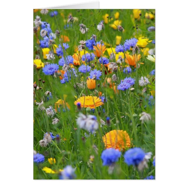 Bereich der Blume (Vorne)