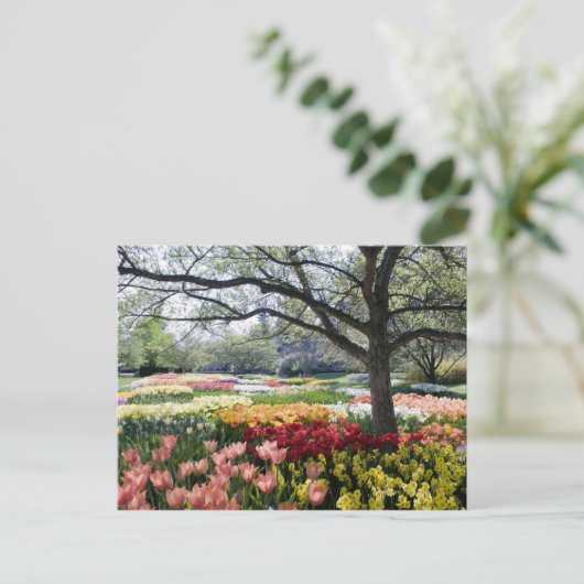 Bereich der Blume am Frühling Postkarte (Stehend Vorderseite)