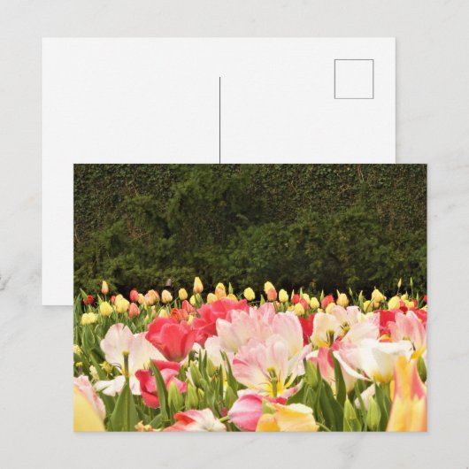 Bereich der Blume Postkarte (Vorne/Hinten)
