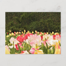 Bereich der Blume Postkarte