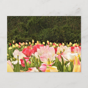 Bereich der Blume Postkarte
