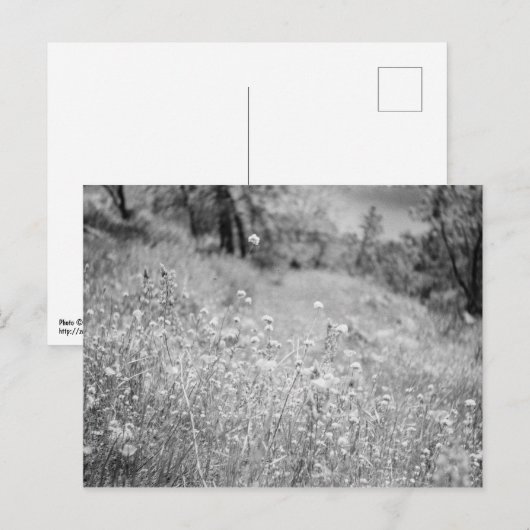 Bereich der Blume Postkarte (Vorne/Hinten)