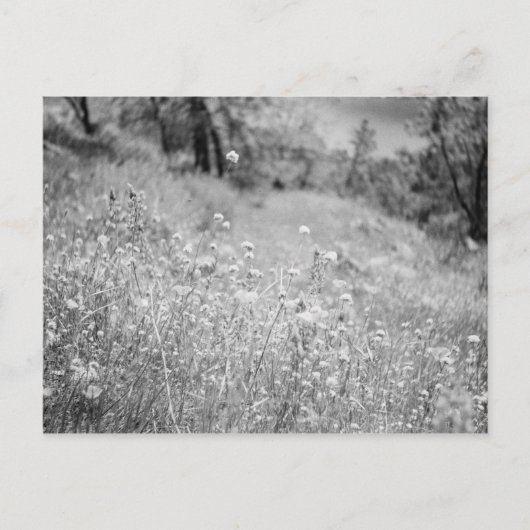 Bereich der Blume Postkarte (Vorderseite)