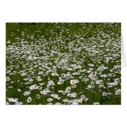 Bereich der Daisies Alaskan-Wildblumen (Vorderseite (Horizontal))