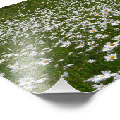 Bereich der Daisies Alaskan-Wildblumen Fotodruck (Ecke)