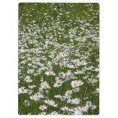 Bereich der Daisies Alaskan-Wildblumen Klemmbrett (Rückseite)