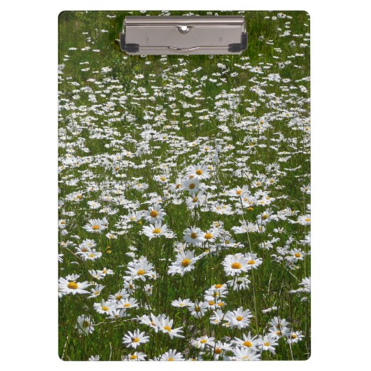 Bereich der Daisies Alaskan-Wildblumen Klemmbrett (Vorderseite)