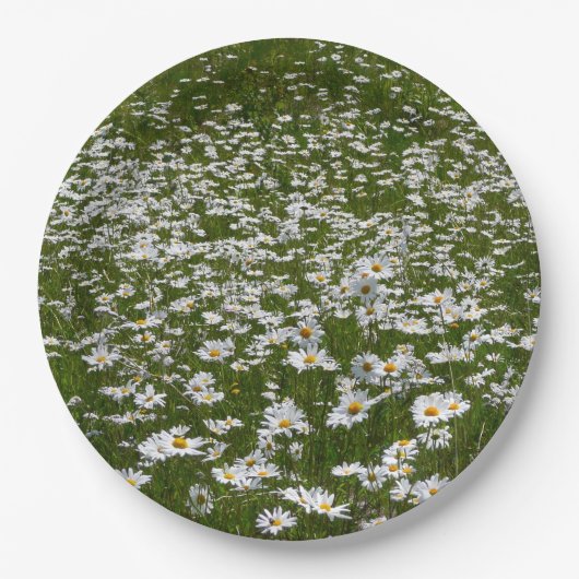 Bereich der Daisies Alaskan-Wildblumen Pappteller (Vorderseite)
