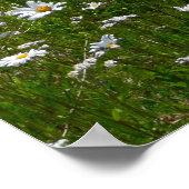 Bereich der Daisies Alaskan-Wildblumen Poster (Ecke)