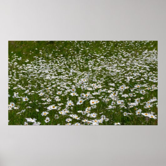 Bereich der Daisies Alaskan-Wildblumen Poster (Vorne)