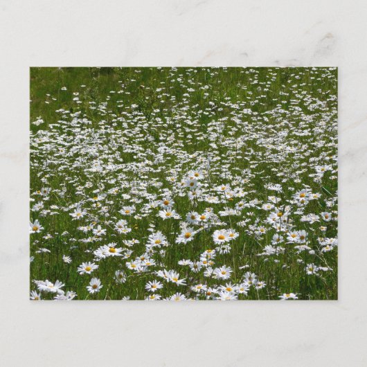 Bereich der Daisies Alaskan-Wildblumen Postkarte (Vorderseite)