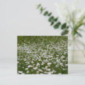 Bereich der Daisies Alaskan-Wildblumen Postkarte (Stehend Vorderseite)