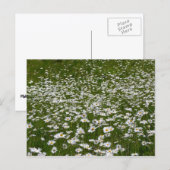 Bereich der Daisies Alaskan-Wildblumen Postkarte (Vorne/Hinten)