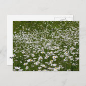 Bereich der Daisies Alaskan-Wildblumen Postkarte (Vorne/Hinten)