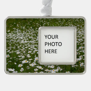 Bereich der Daisies Alaskan-Wildblumen Rahmen-Ornament Silber