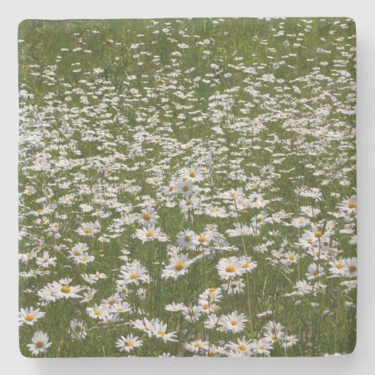 Bereich der Daisies Alaskan-Wildblumen Steinuntersetzer (Vorderseite)