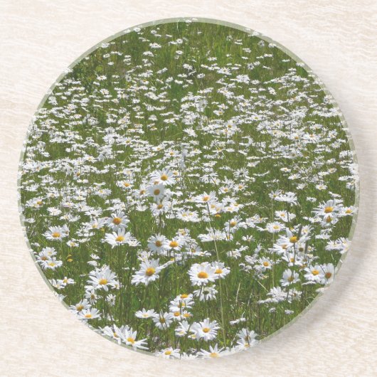 Bereich der Daisies Alaskan-Wildblumen Untersetzer (Vorne)
