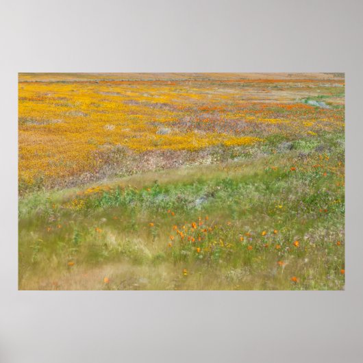 Bereich der farbenfrohen Wildblumen Poster (Vorne)