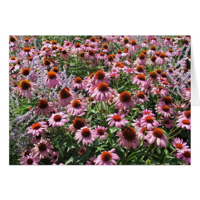 Bereich der Kone-Blume (Vorderseite (Horizontal))