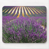 Bereich der lila Lavendel Mousepad (Vorne)