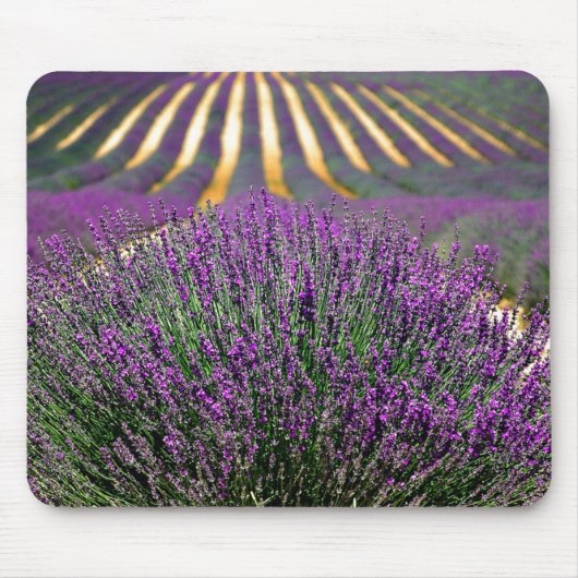Bereich der lila Lavendel Mousepad (Vorne)