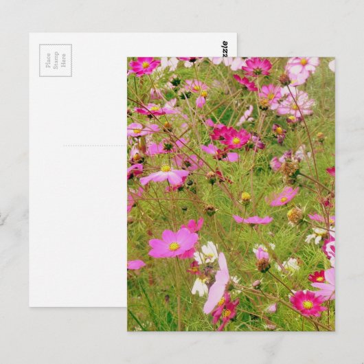 Bereich der rosa Blume Postkarte (Vorne/Hinten)