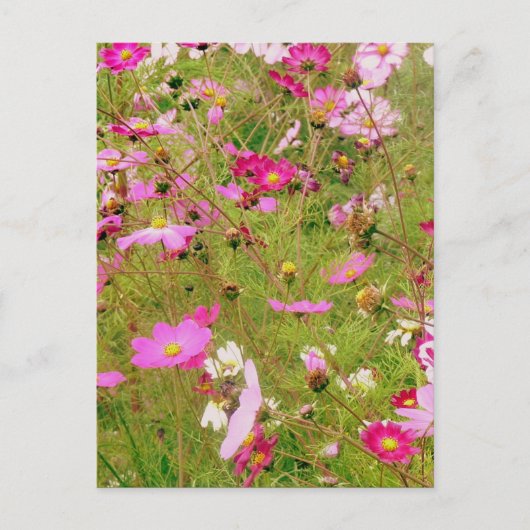 Bereich der rosa Blume Postkarte (Vorderseite)